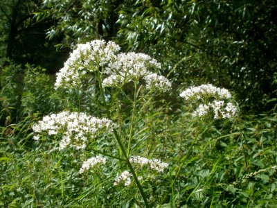 20120629Valeriana officinalis2