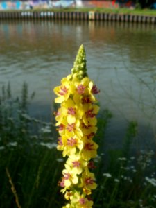 20120629Verbascum nigrum1