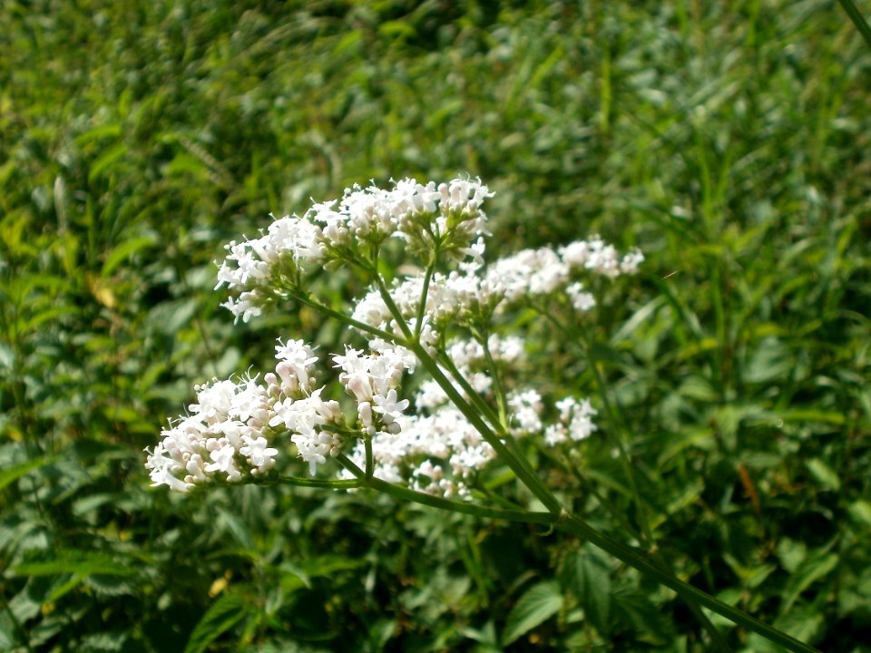 20120629Valeriana officinalis3