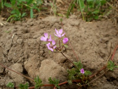 20120624Erodium cicutarium1