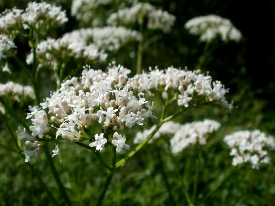 20120629Valeriana officinalis1