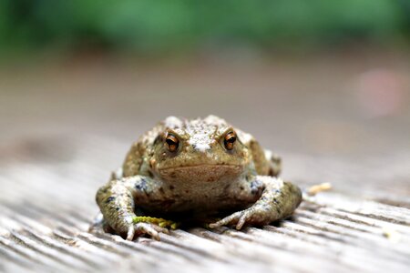 Aquatic animal common toad real toad
