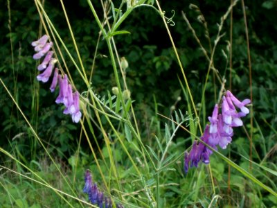 20120623Vicia villosa03