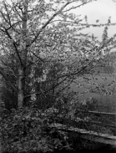-A tree in blossom (1293940)