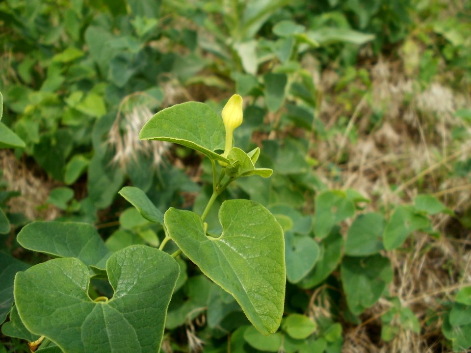 20120624Aristolochia clematitis7