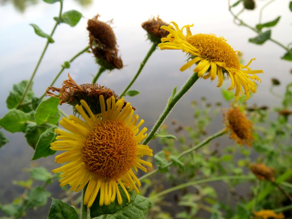 20131003Inula britannica3