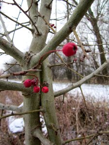 20130116Hockenheimer Rheinbogen14