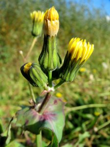20131013Sonchus asper5