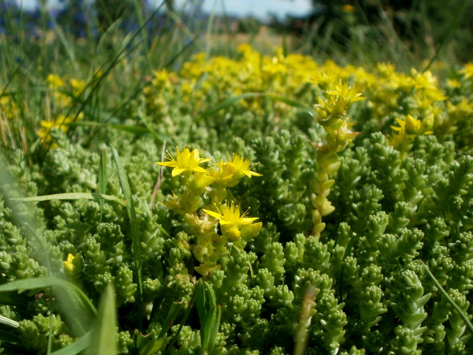 20120623Sedum acre3