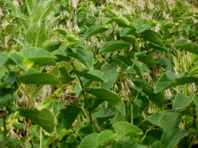 20120624Aristolochia clematitis4