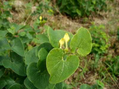20120624Aristolochia clematitis6