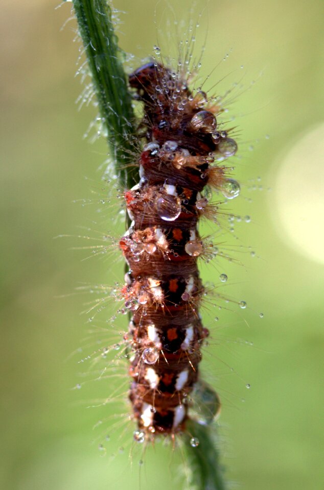 Drops brown plant