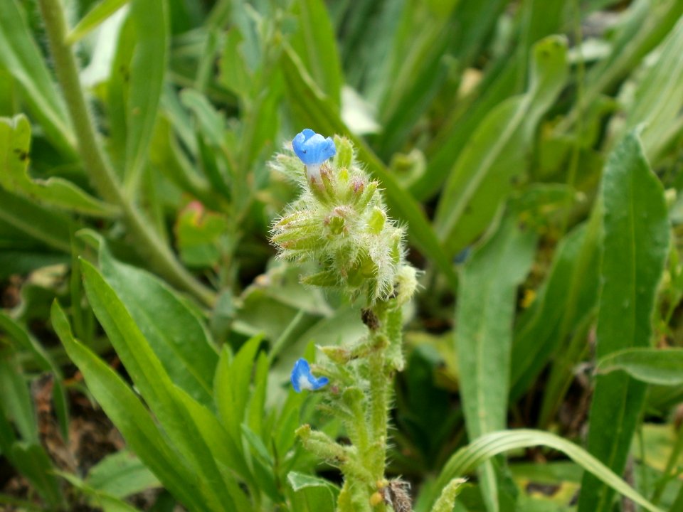 20120624Anchusa arvensis1
