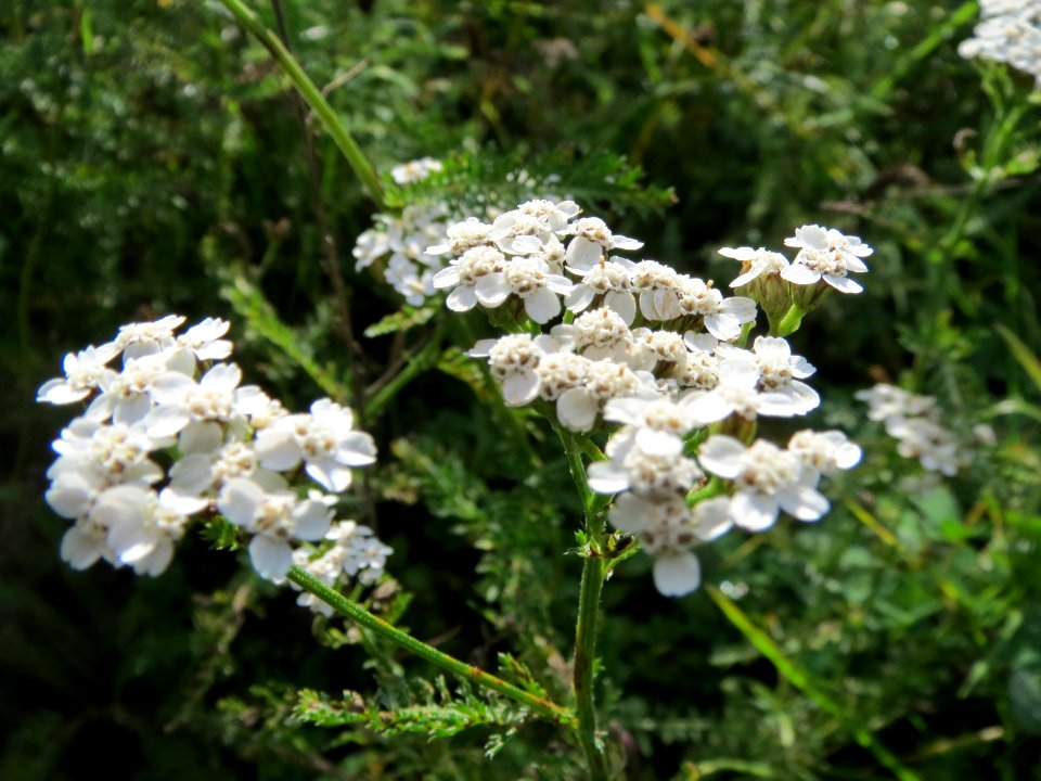 20131010Achillea millefolium1