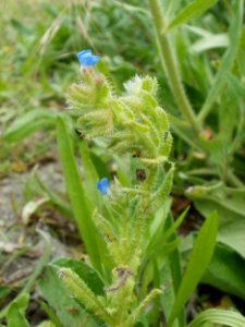 20120624Anchusa arvensis3