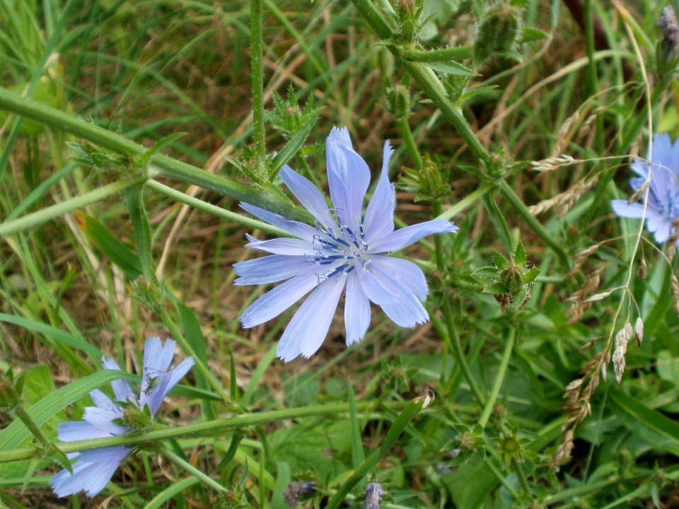 20120624Cichorium intybus1