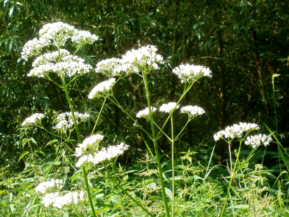 20120629Valeriana officinalis4