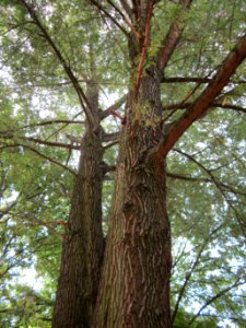20120828Silberweide Saarbruecken3