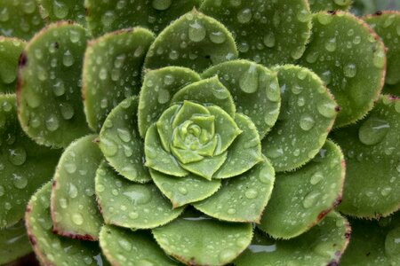 Macro cactus drops
