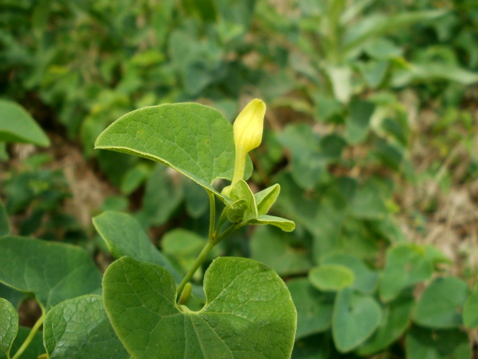 20120624Aristolochia clematitis8