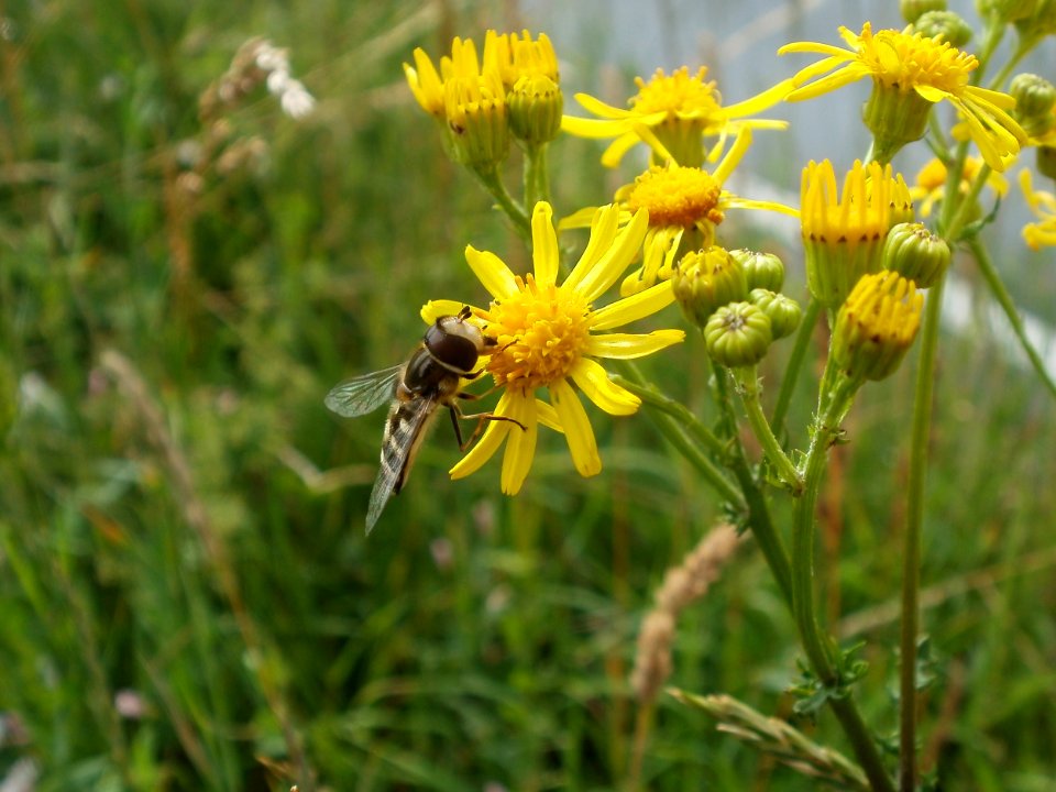 20120611Jacobaea vulgaris2