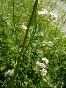20120528Rhein Hockenheim2