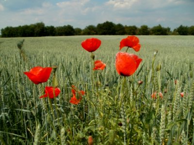20120528Mohn Weizenfeld Hockenheim3