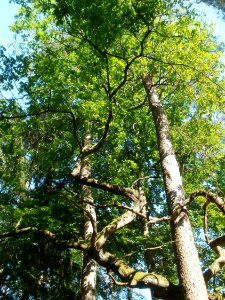 20120529Eiche Kiefer Kuehbrunnenweg1
