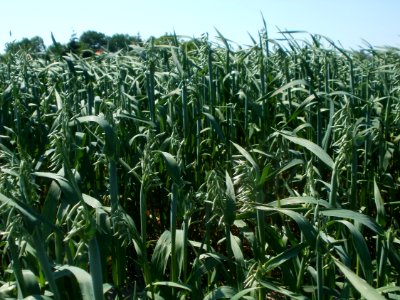20120526Hafer Neulussheim4
