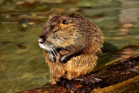 Splashing animal world animal