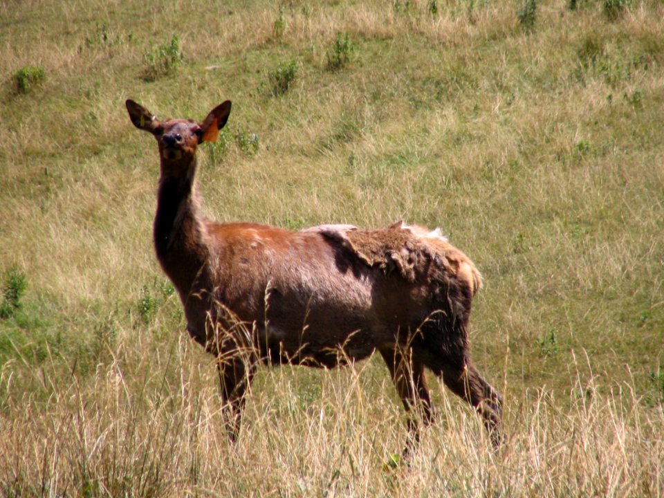 A happy elk near Caledonia, Elk County, Pa