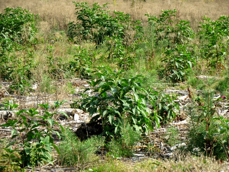 20130906Phytolacca americana1