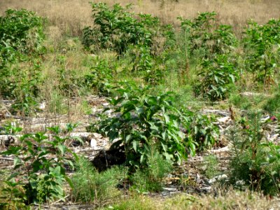 20130906Phytolacca americana1