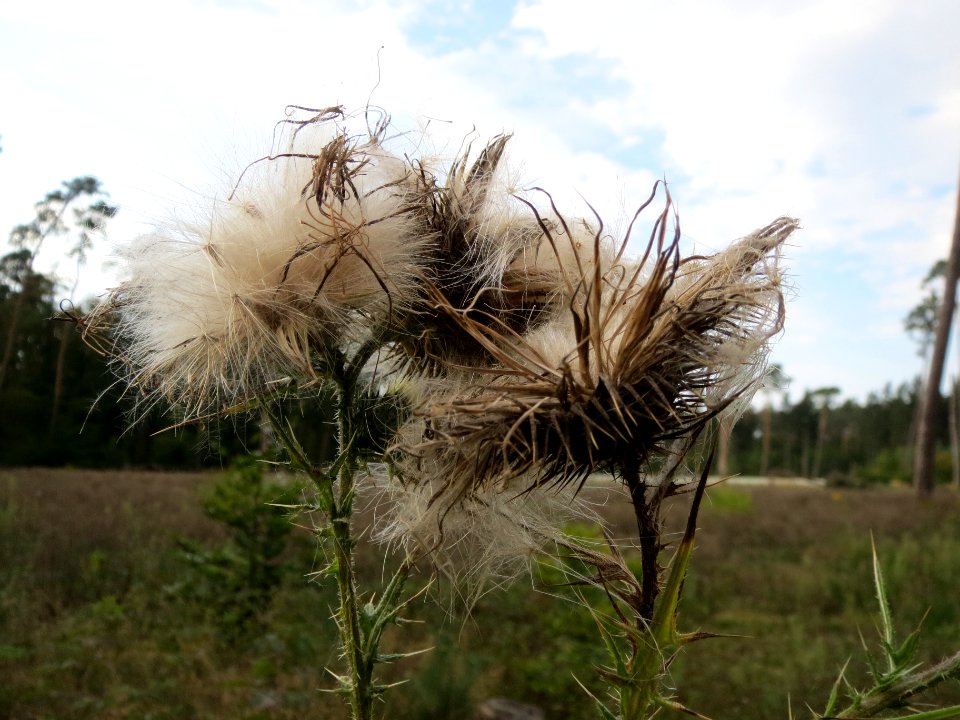 20130906Cirsium vulgare2