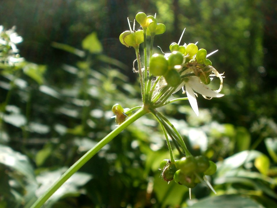 20120510Baerlauch6