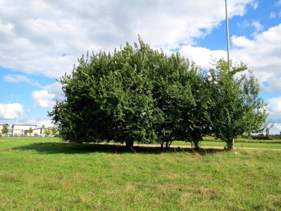 20130909Mirabelle Hockenheim