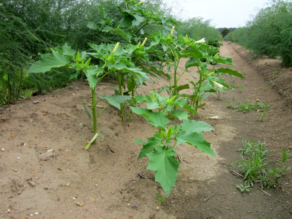 20120905Datura stramonium2