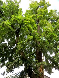 20130908Tilia tomentosa3