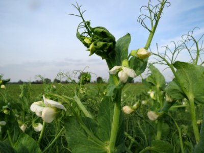 20130921Pisum sativum - Feld1