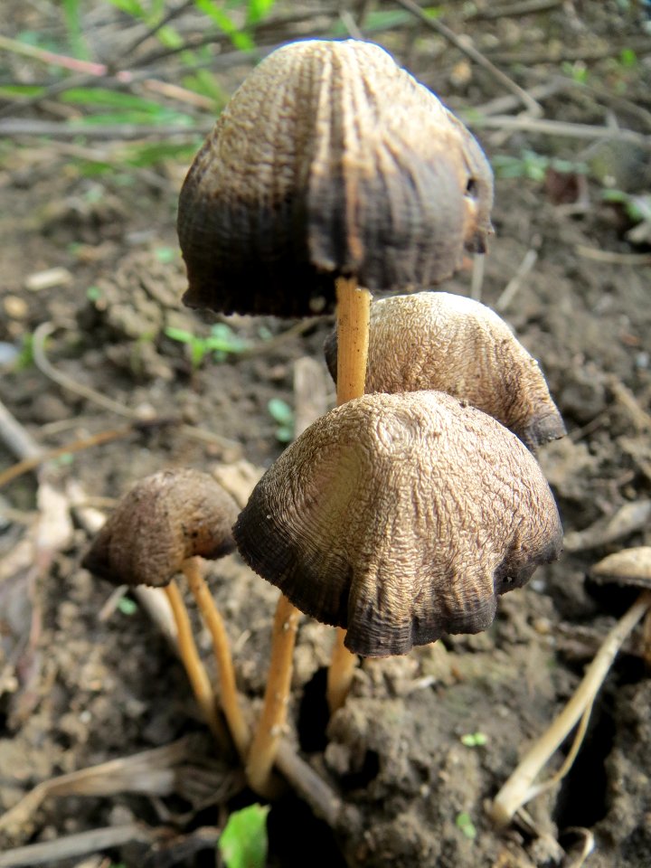 20130921Pilz Ketschau1