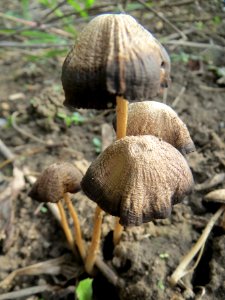20130921Pilz Ketschau1