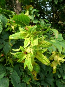 20130921Carpinus betulus2