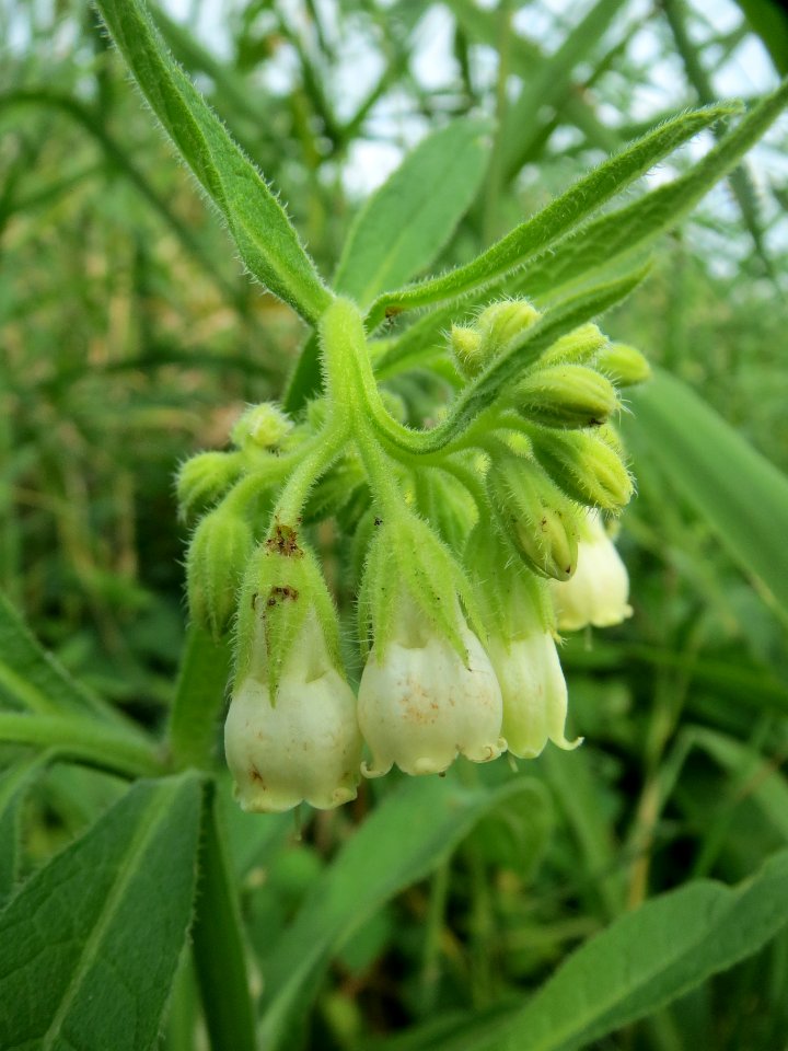 20130907Symphytum officinale1