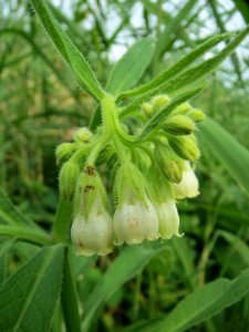 20130907Symphytum officinale1