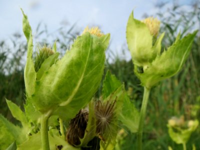 20130907Cirsium oleraceum2