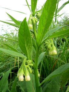 20130907Symphytum officinale2