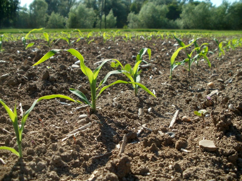 20120510Maisfeld Altlussheim3