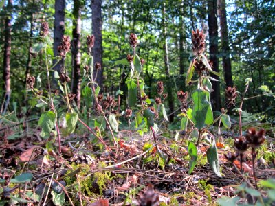 20120902Braunelle Walldorf4