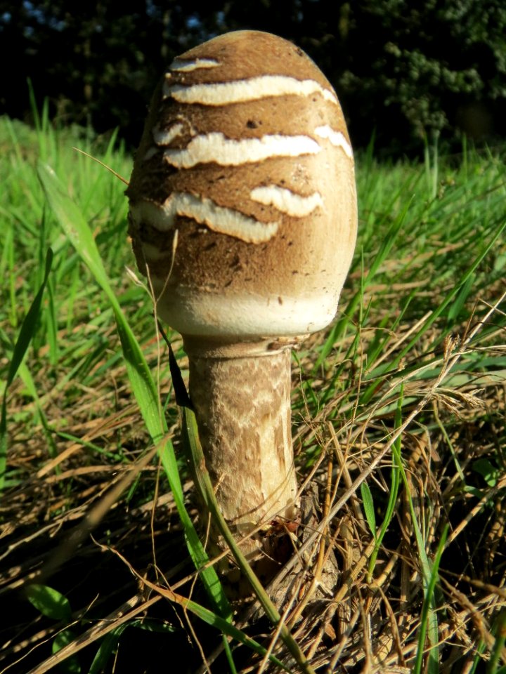 20130924Macrolepiota3