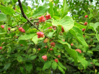 20120805Saarbruecken08